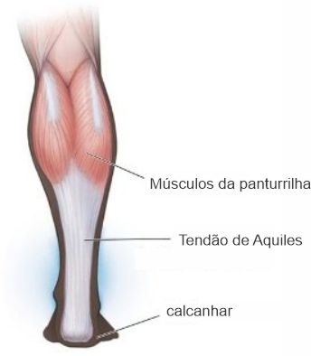 Figura 5. Tendão do calcâneo (representação diagramática).